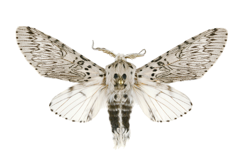 Cerura erminea formosana